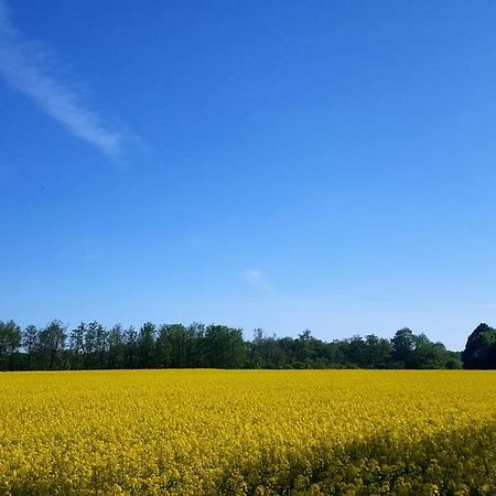 Ferienwohnung Urte In Putgarten , Kap Arkona Ruegen Eksteriør billede